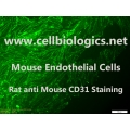 GFP Mouse Endothelial Cells